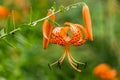 Dangling Tiger Lily